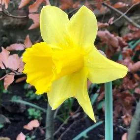 Carlton Daffodil (Narcissus Carlton) Img 4